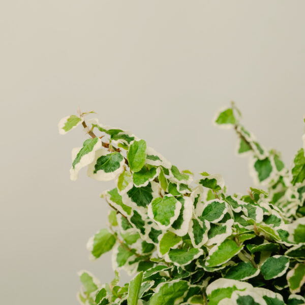 Ficus pumila 'Repens Variegato'