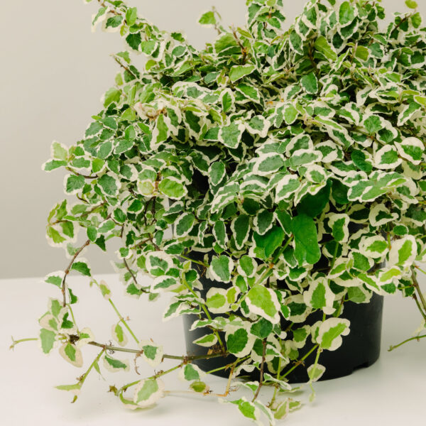 Ficus pumila 'Repens Variegato'