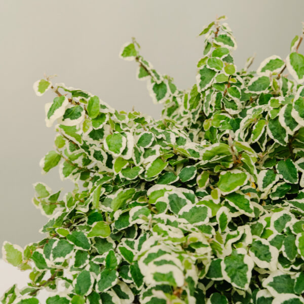 Ficus pumila 'Repens Variegato'