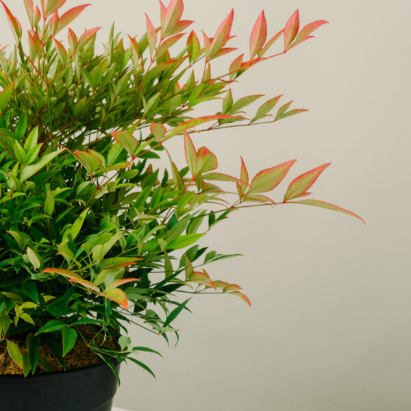 Nandina domestica 'Gulf Stream'