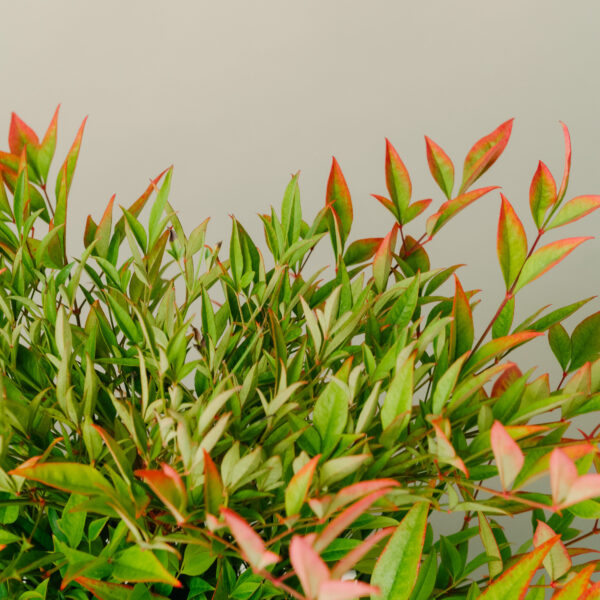 Nandina domestica 'Gulf Stream'