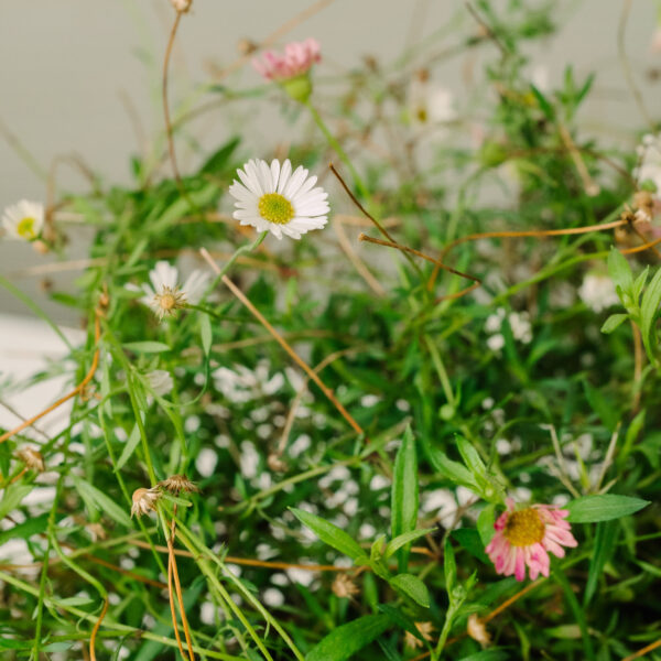 Erigeron karvinskianus