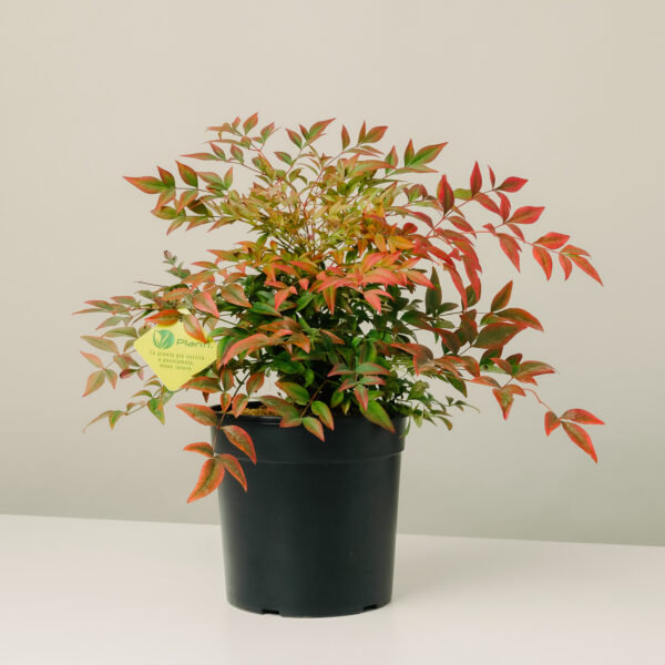 Nandina domestica 'Gulf Stream Rubra'