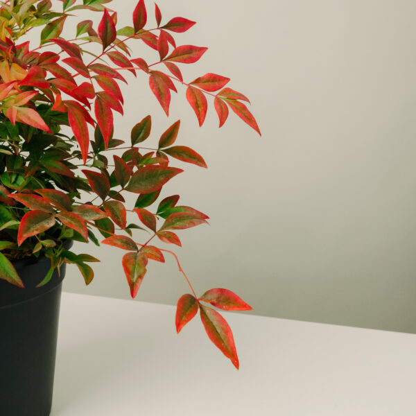 Nandina domestica 'Gulf Stream Rubra'