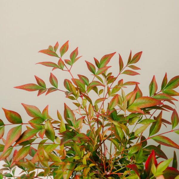 Nandina domestica 'Gulf Stream Rubra'