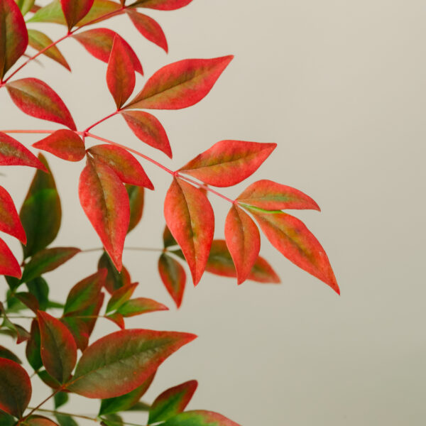 Nandina domestica 'Gulf Stream Rubra'