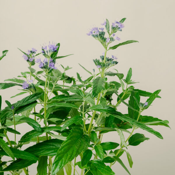 Caryopteris clandonensis 'Grand Blue'