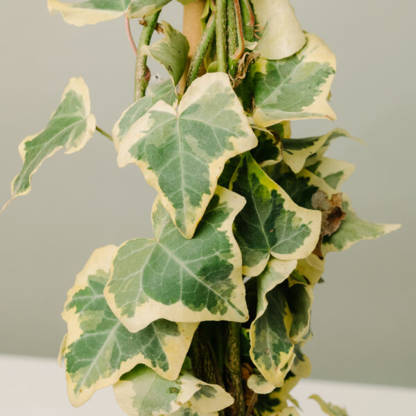 Hedera helix 'Gold Child'