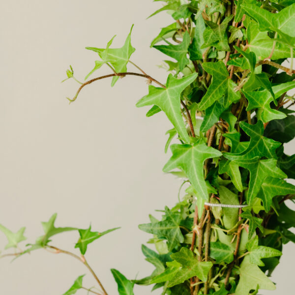 Hedera helix 'Saggitifolia'