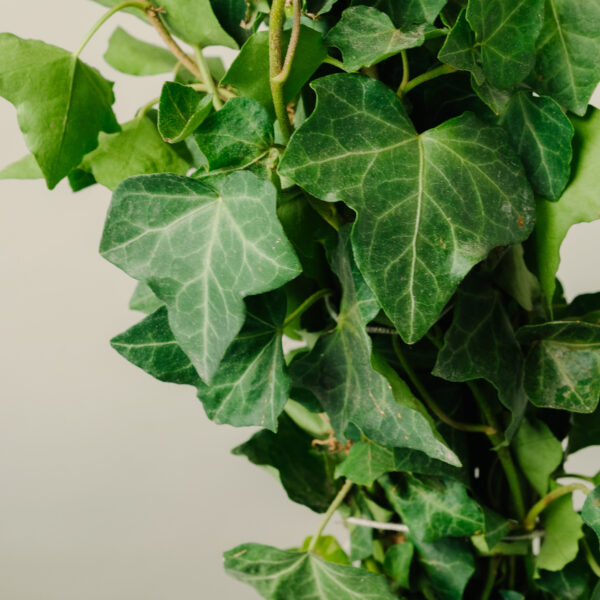 Hedera helix 'Hibernica'