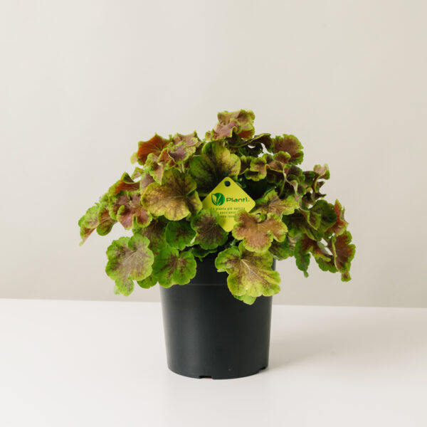 Heucherella 'Solar Eclipse'