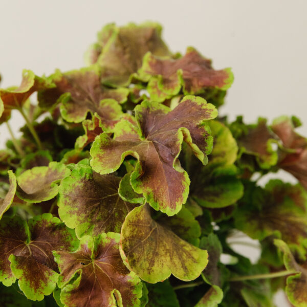 Heucherella 'Solar Eclipse'