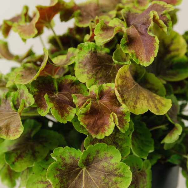 Heucherella 'Solar Eclipse'