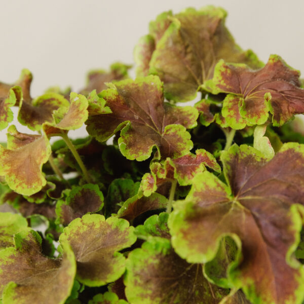 Heucherella 'Solar Eclipse'