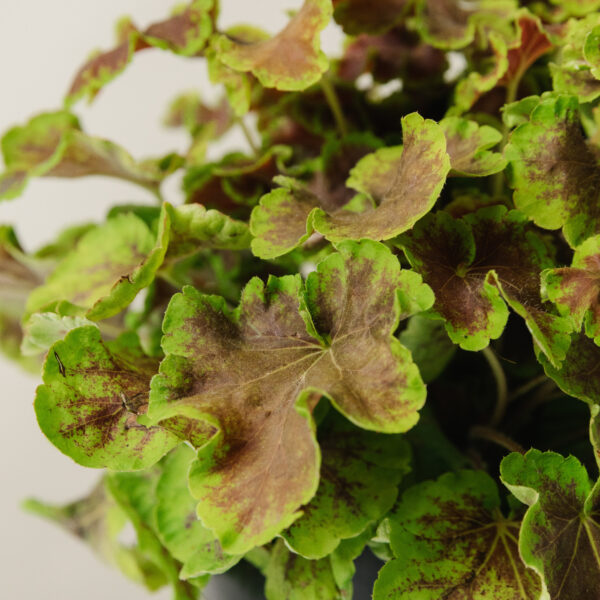 Heucherella 'Solar Eclipse'