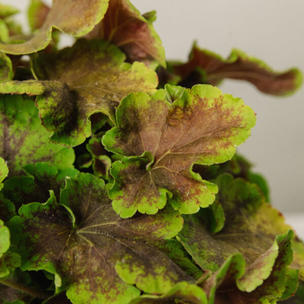 Heucherella 'Solar Eclipse'