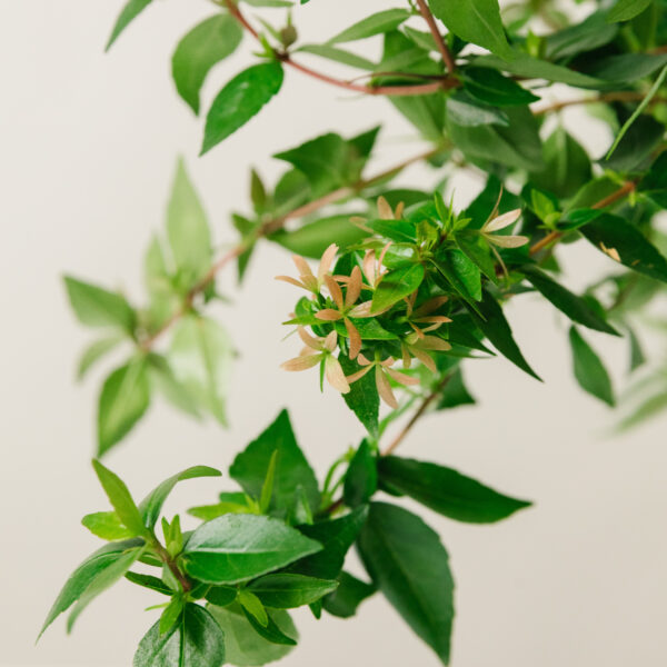 Abelia grandiflora 'Little Beauty'