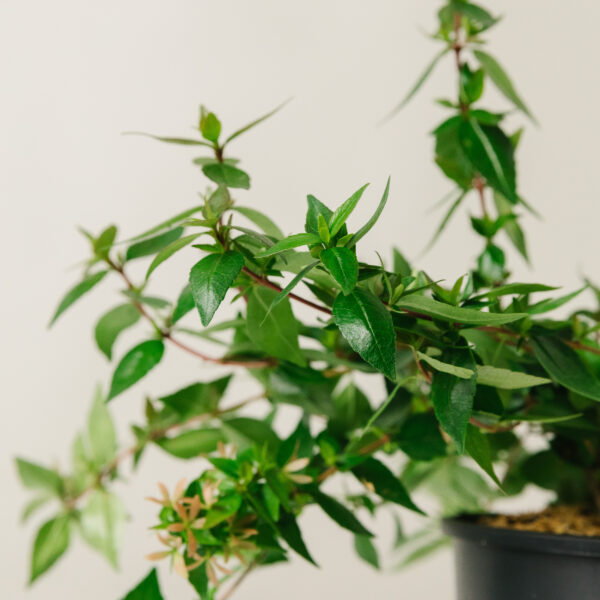 Abelia grandiflora 'Little Beauty'