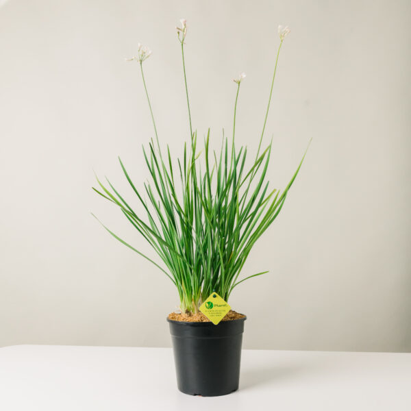 Tulbaghia violacea (fiore bianco)