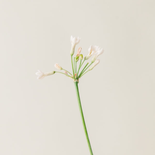 Tulbaghia violacea (fiore bianco)