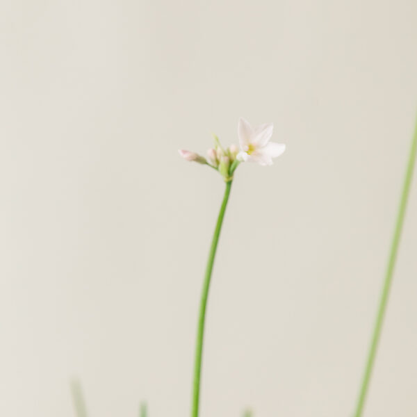 Tulbaghia violacea (fiore bianco)