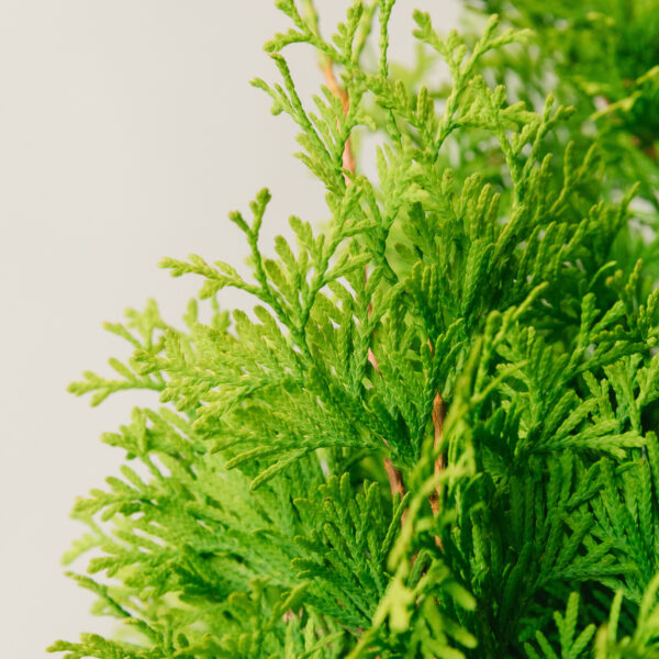 Thuja occidentalis 'Smaragd'