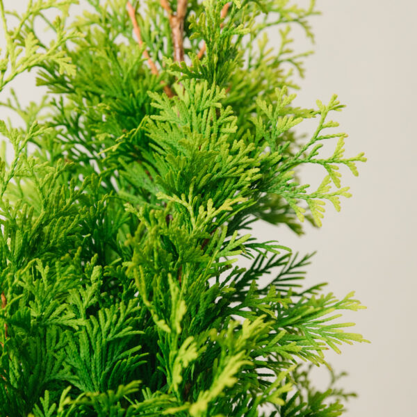 Thuja occidentalis 'Smaragd'