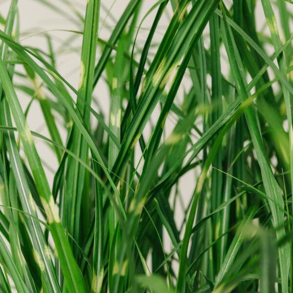 Miscanthus sinensis 'Zebrinus'