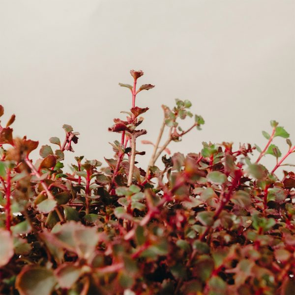 Sedum spurium 'Mahogany Red'