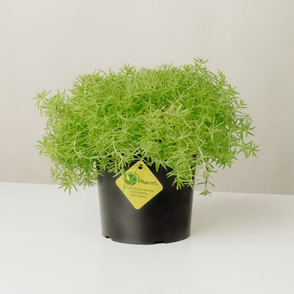 Sedum rupestre 'Lemon Ball'