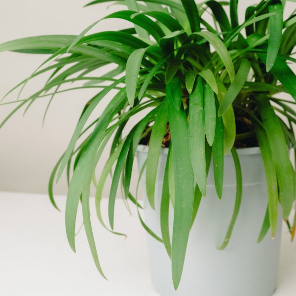 Agapanthus 'Pitchoune White'