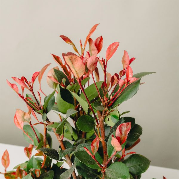 Photinia fraseri 'Little Red Robin'