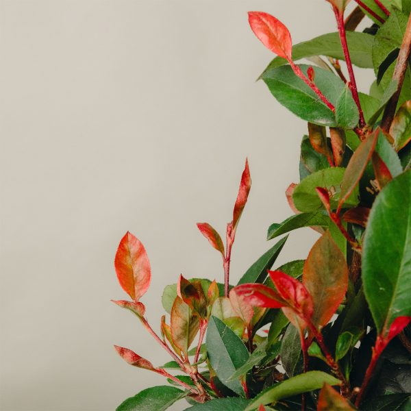 Photinia fraseri 'Little Red Robin'