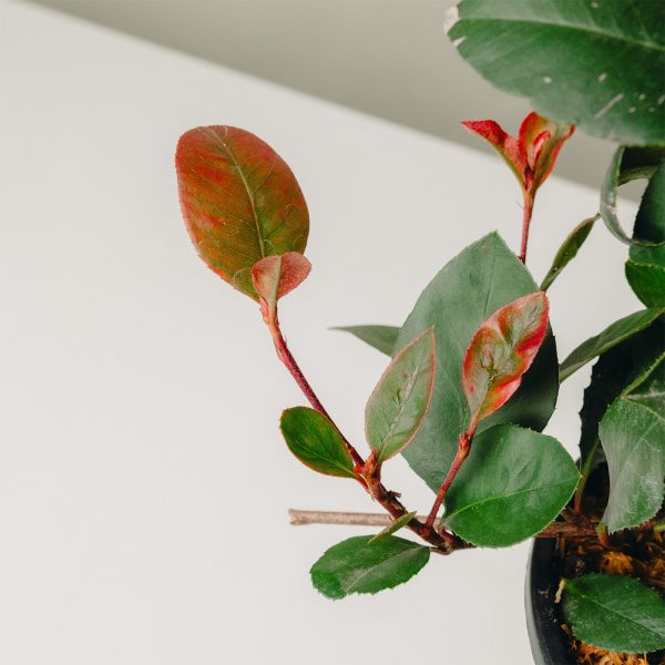 Photinia fraseri 'Little Red Robin'