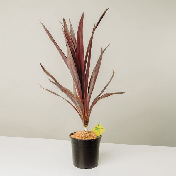 Cordyline obtecta 'Super Star'