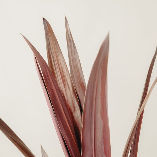 Cordyline obtecta 'Super Star'