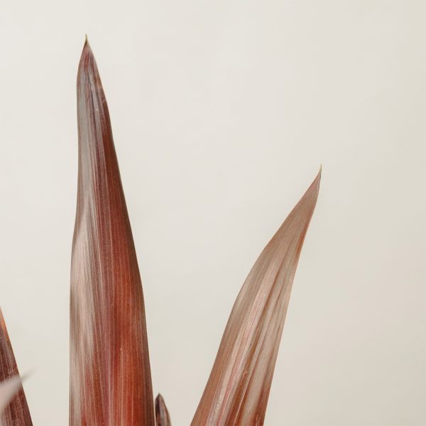 Cordyline obtecta 'Super Star'