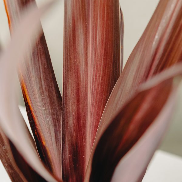 Cordyline obtecta 'Super Star'