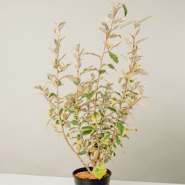 Elaeagnus ebbingei 'Aurea'