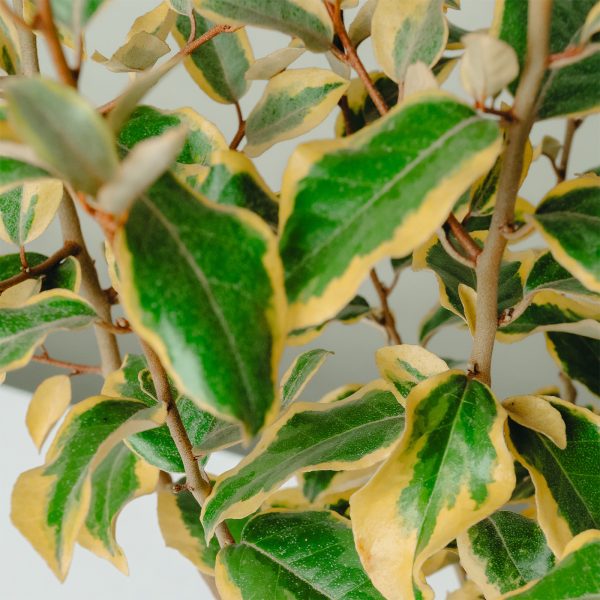 Elaeagnus ebbingei 'Aurea'