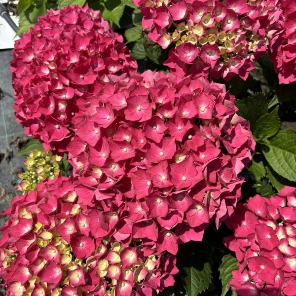 Hydrangea macrophylla 'King George' - Rossa