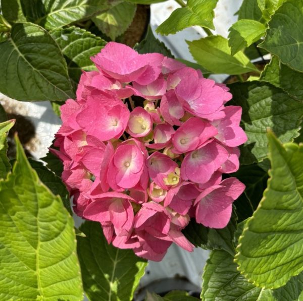 Hydrangea macrophylla 'Merveille' - Rosa