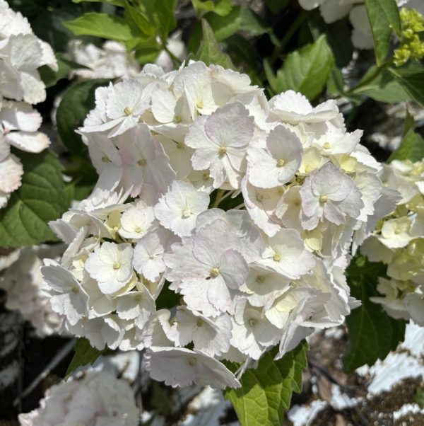 Hydrangea macrophylla 'Soeur Thérèse' - Bianca